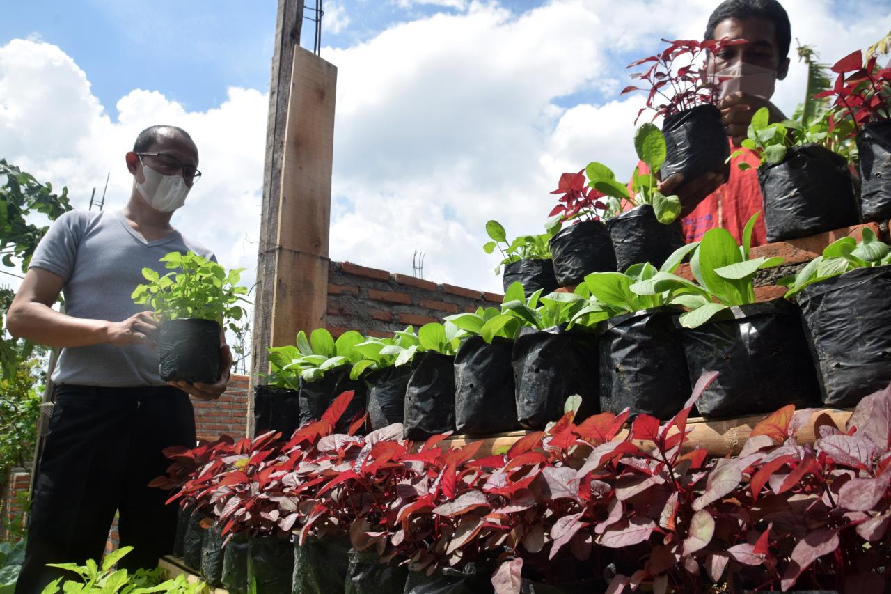 Budidaya Urban Farming...
