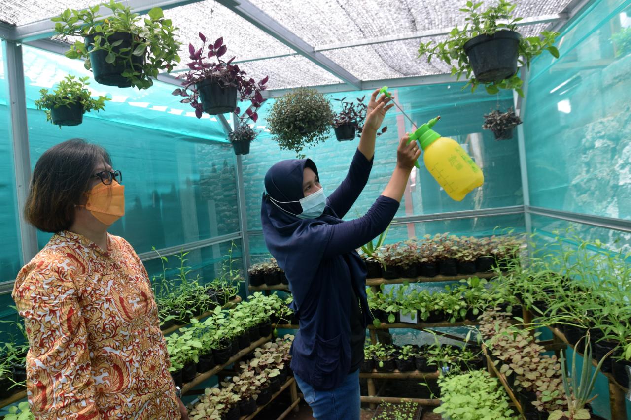 Budidaya Urban Farming...