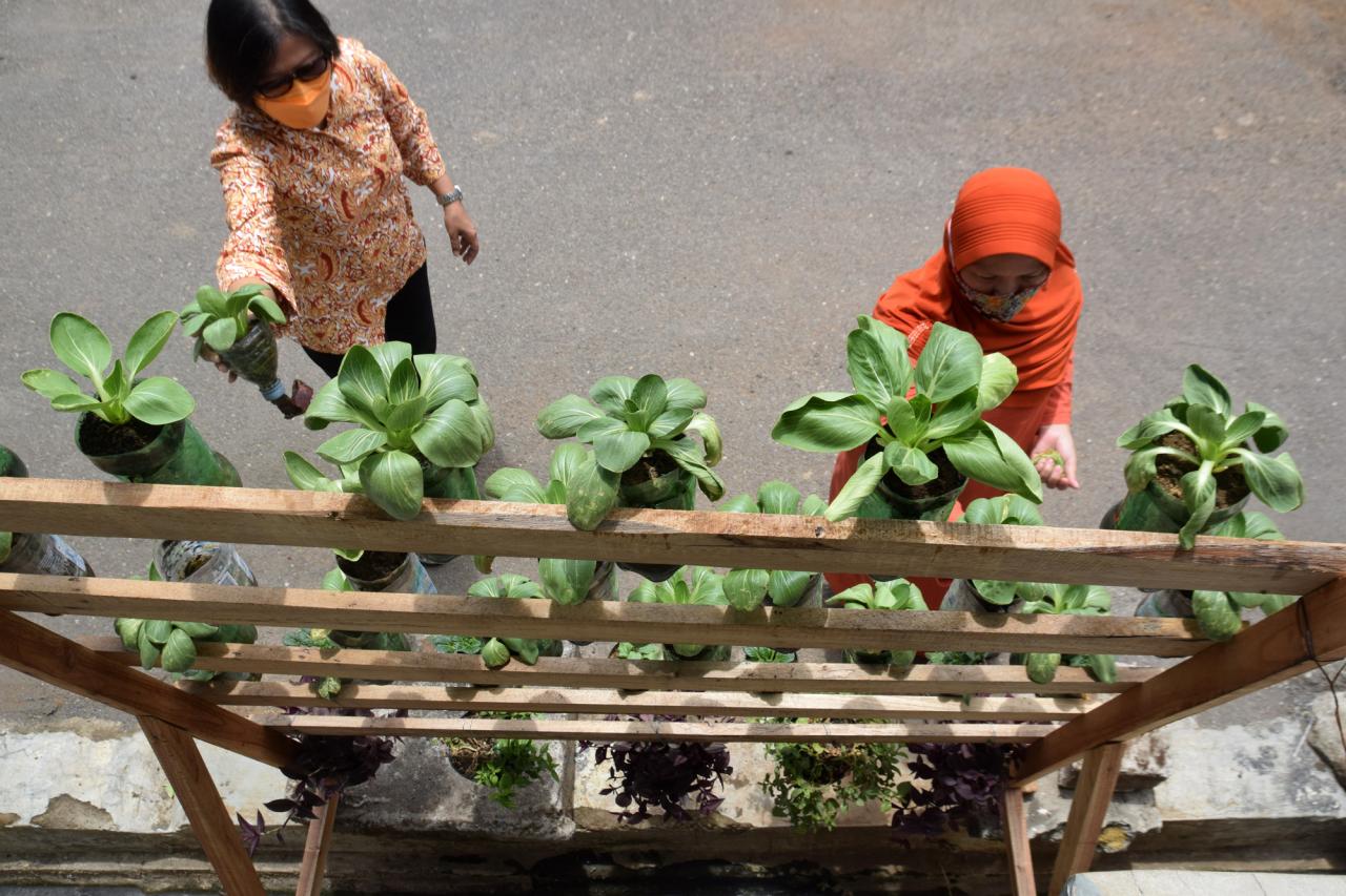 Budidaya Urban Farming...