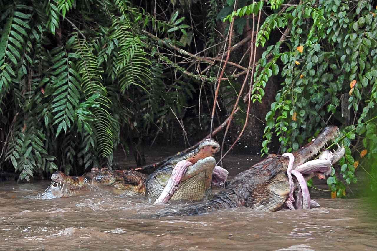 Penangkaran Buaya Terbengkalai...