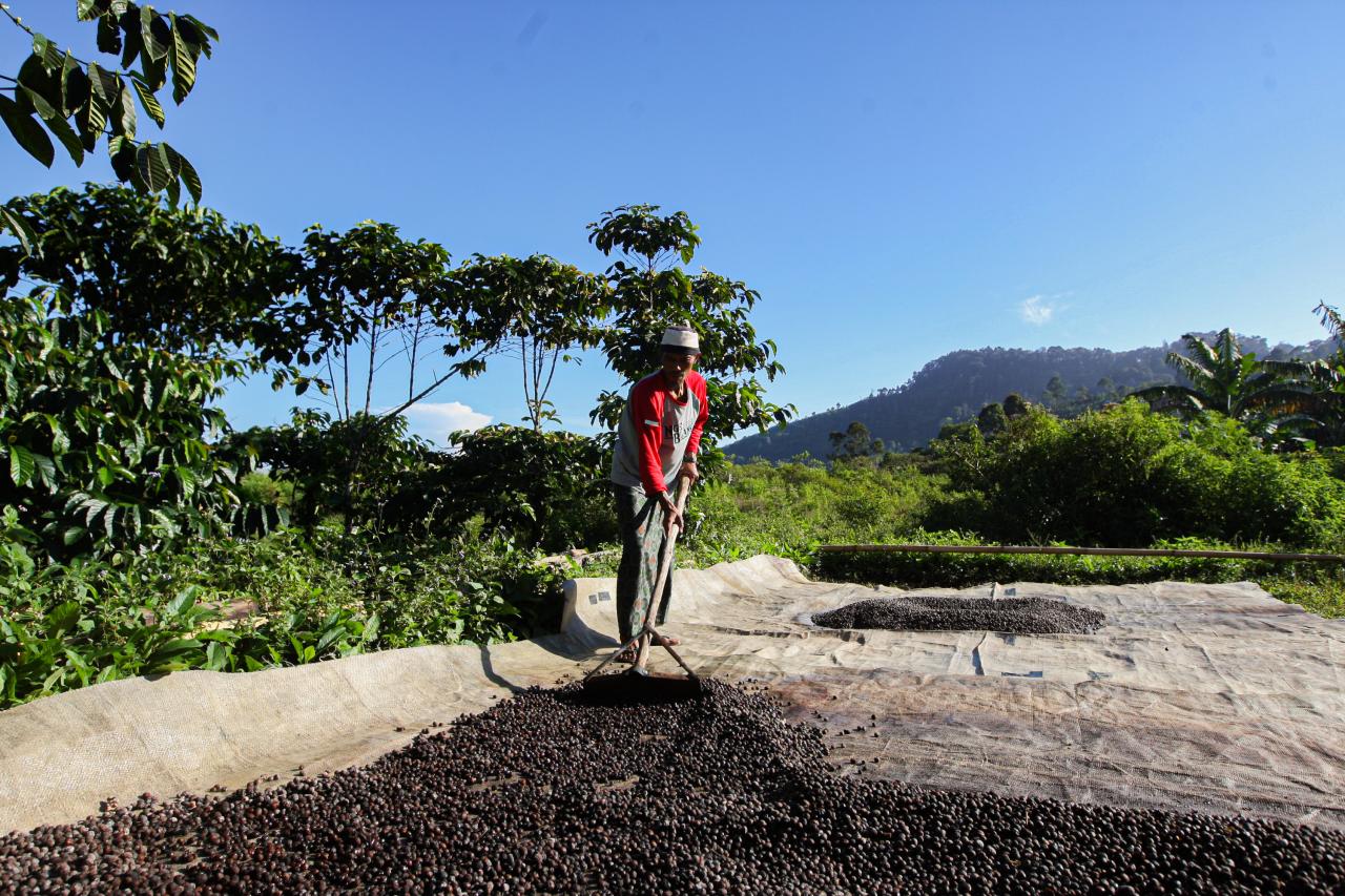 Menikmati Aroma Kopi...