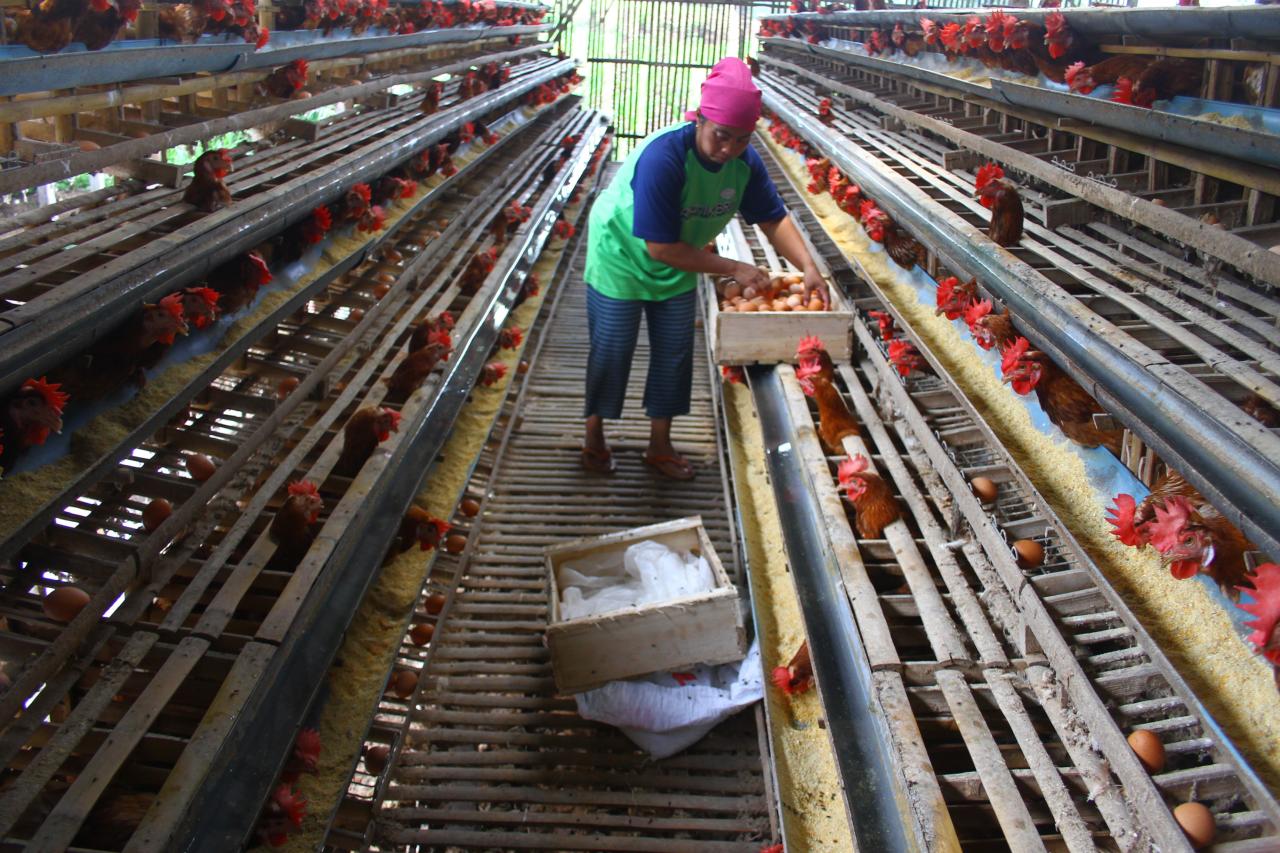 Harga Telur Ayam Tak...