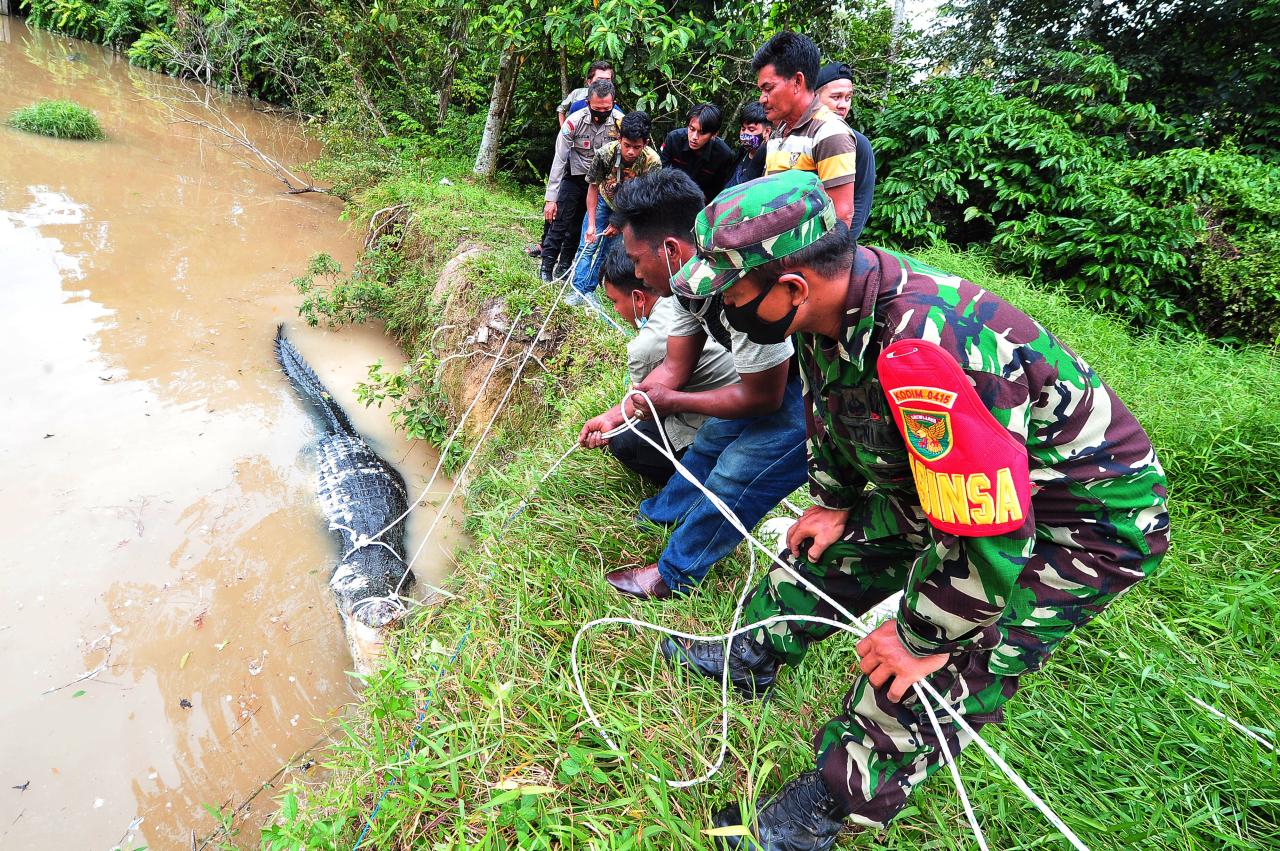 Menegangkan, Begini...