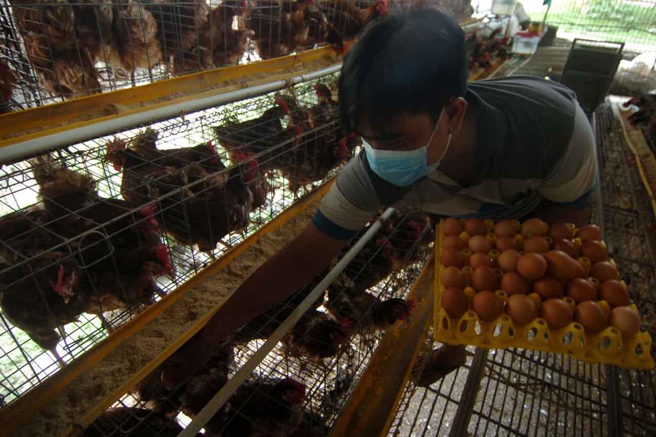 Harga Telur Ayam Naik...