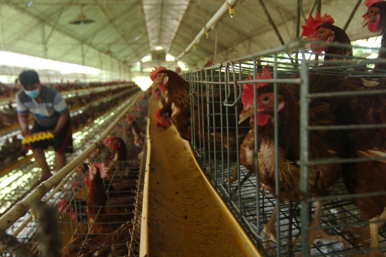 Harga Telur Ayam Naik...