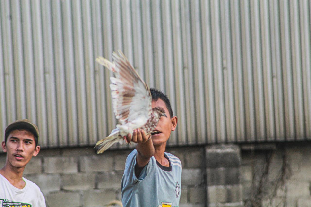 Dinasti Mini Merpati...