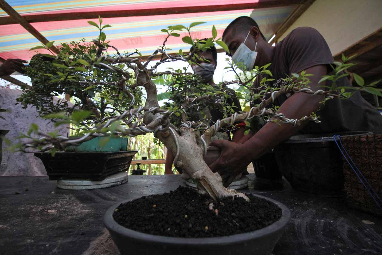 Budidaya Bonsai Bangkit...