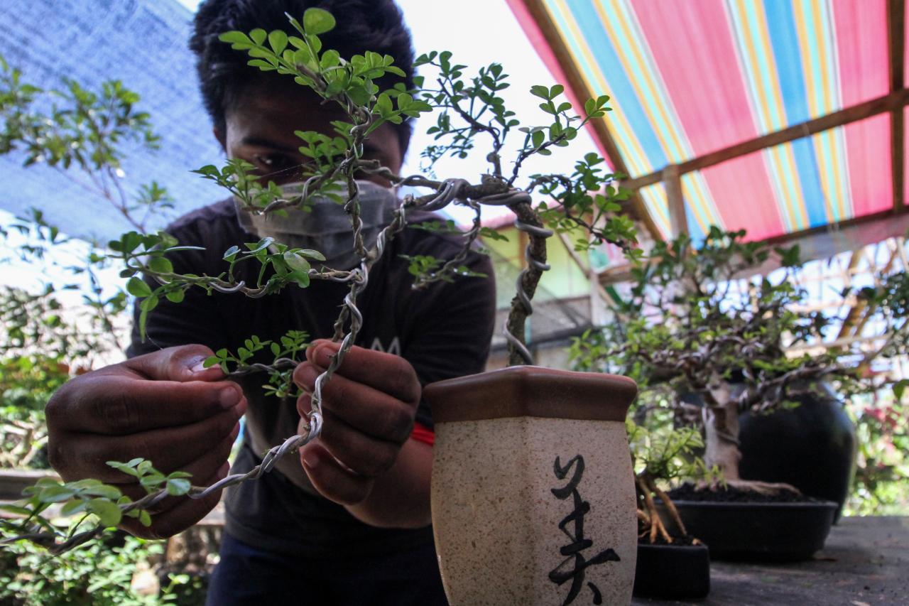 Budidaya Bonsai Bangkit...