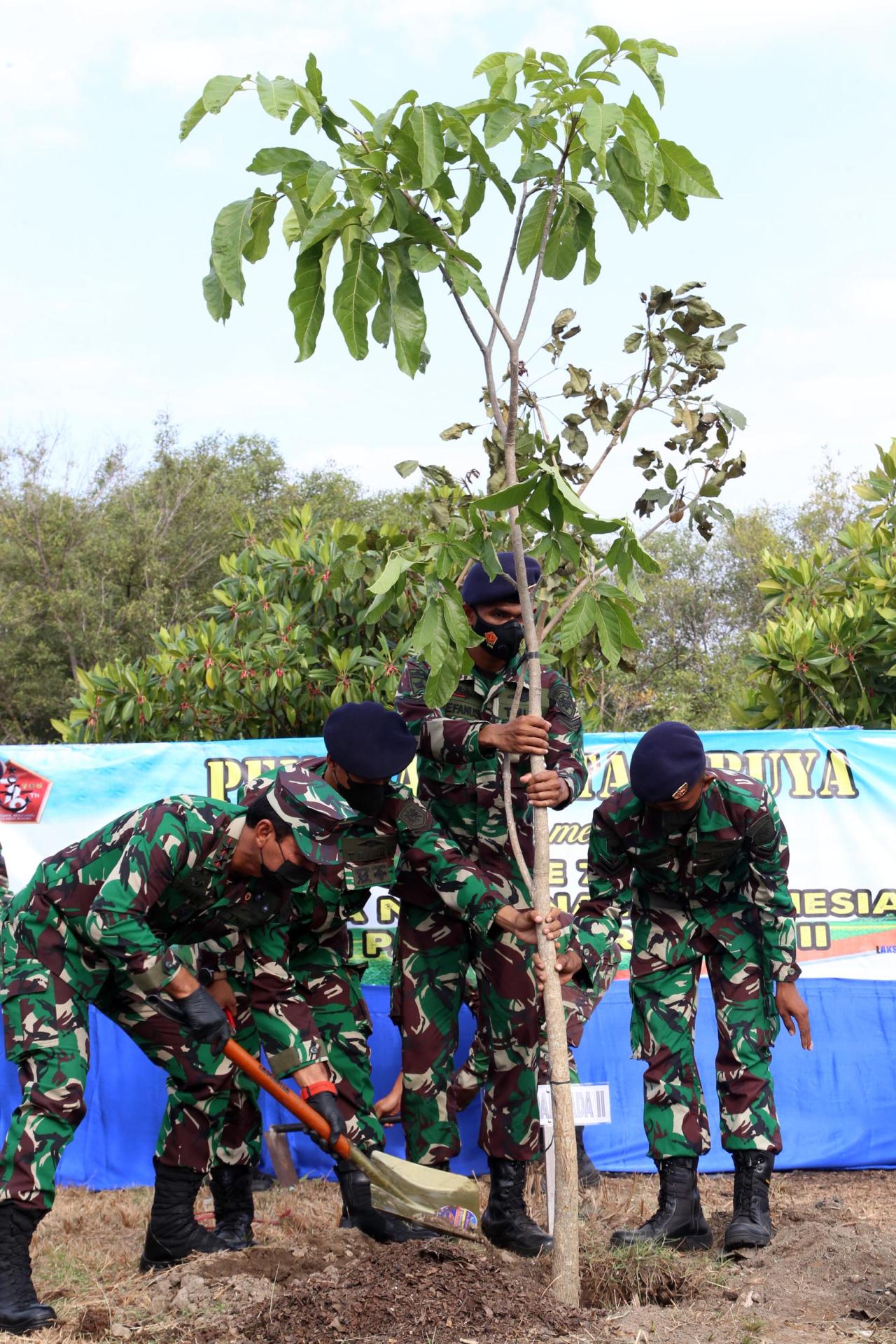 Pohon Tabebuya Ditanam...
