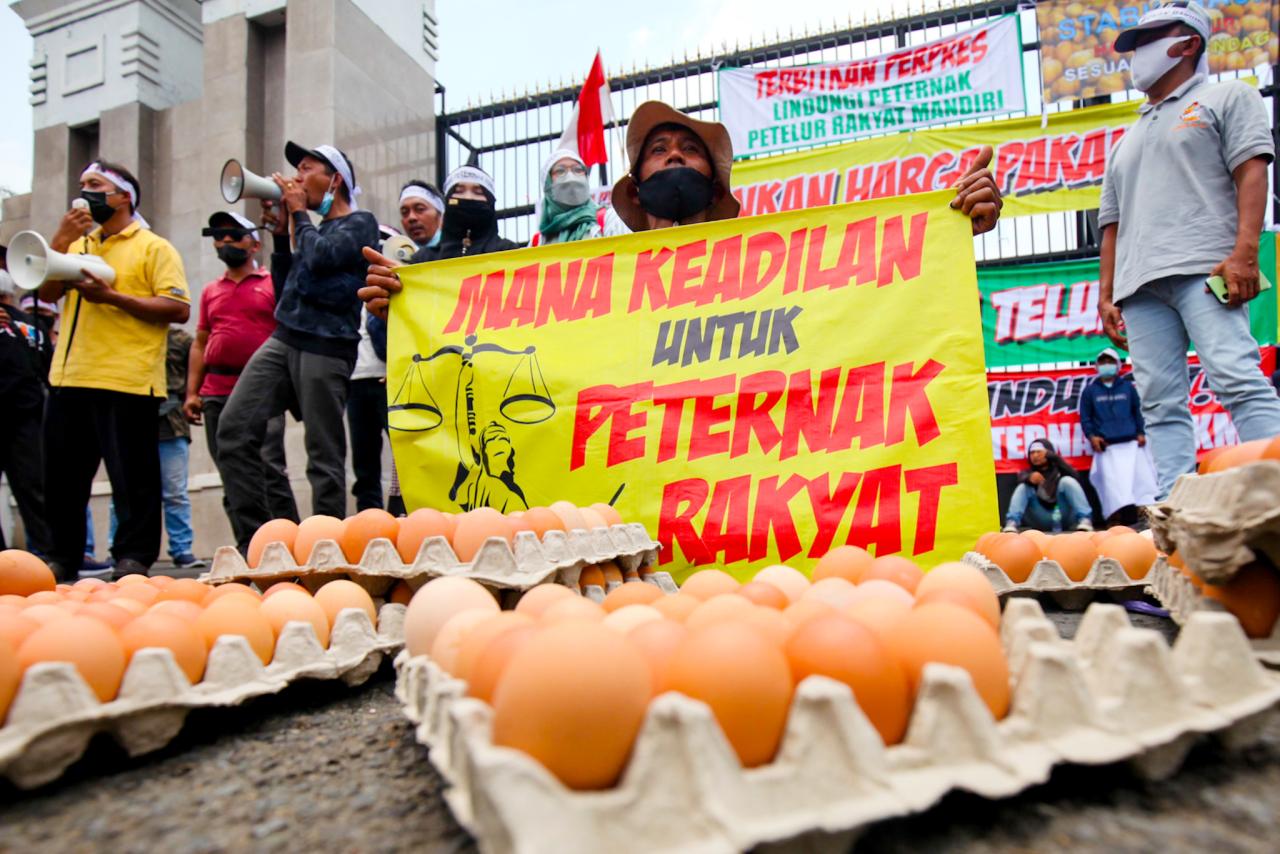 Jeritan Ratusan Peternak...