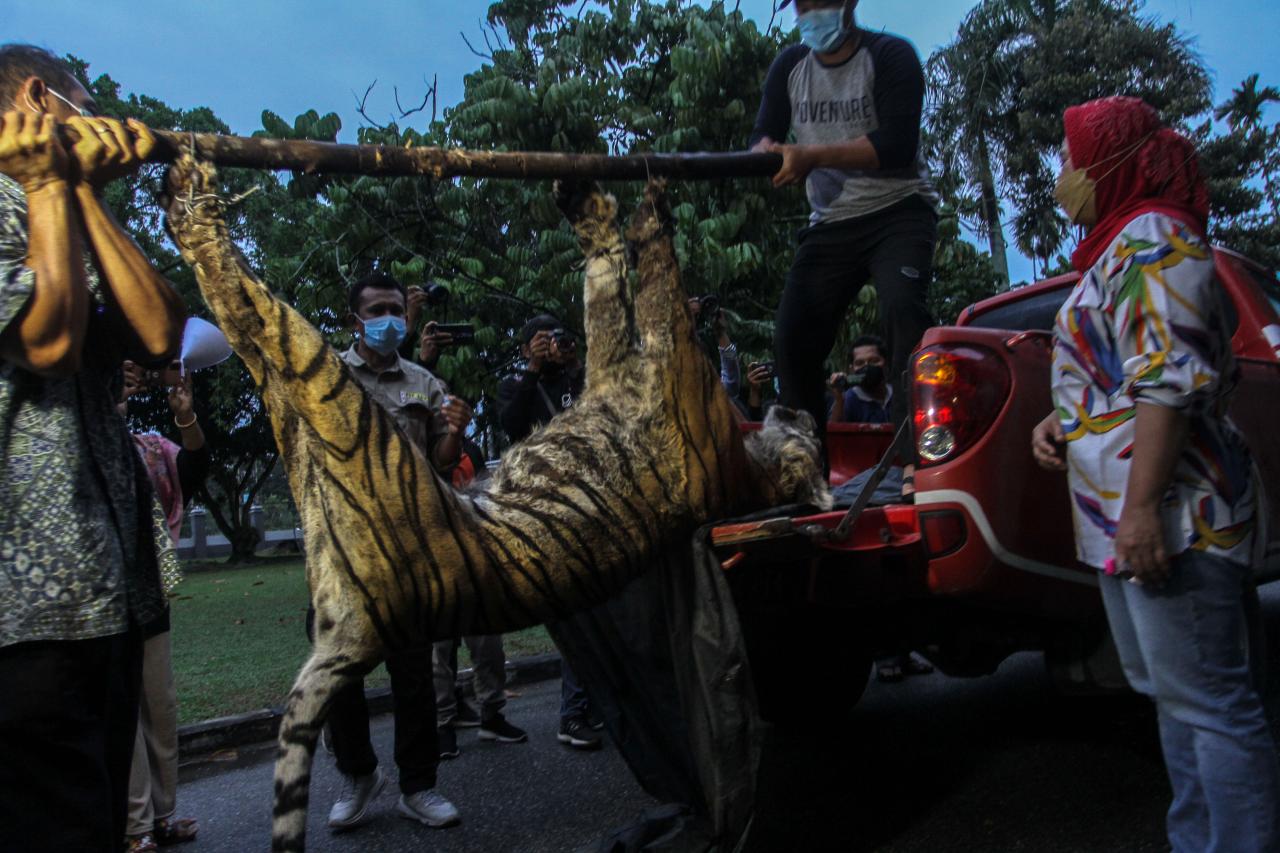 Harimau Sumatera di...