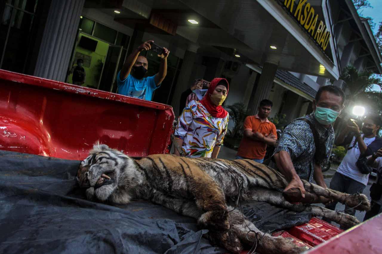 Harimau Sumatera di...