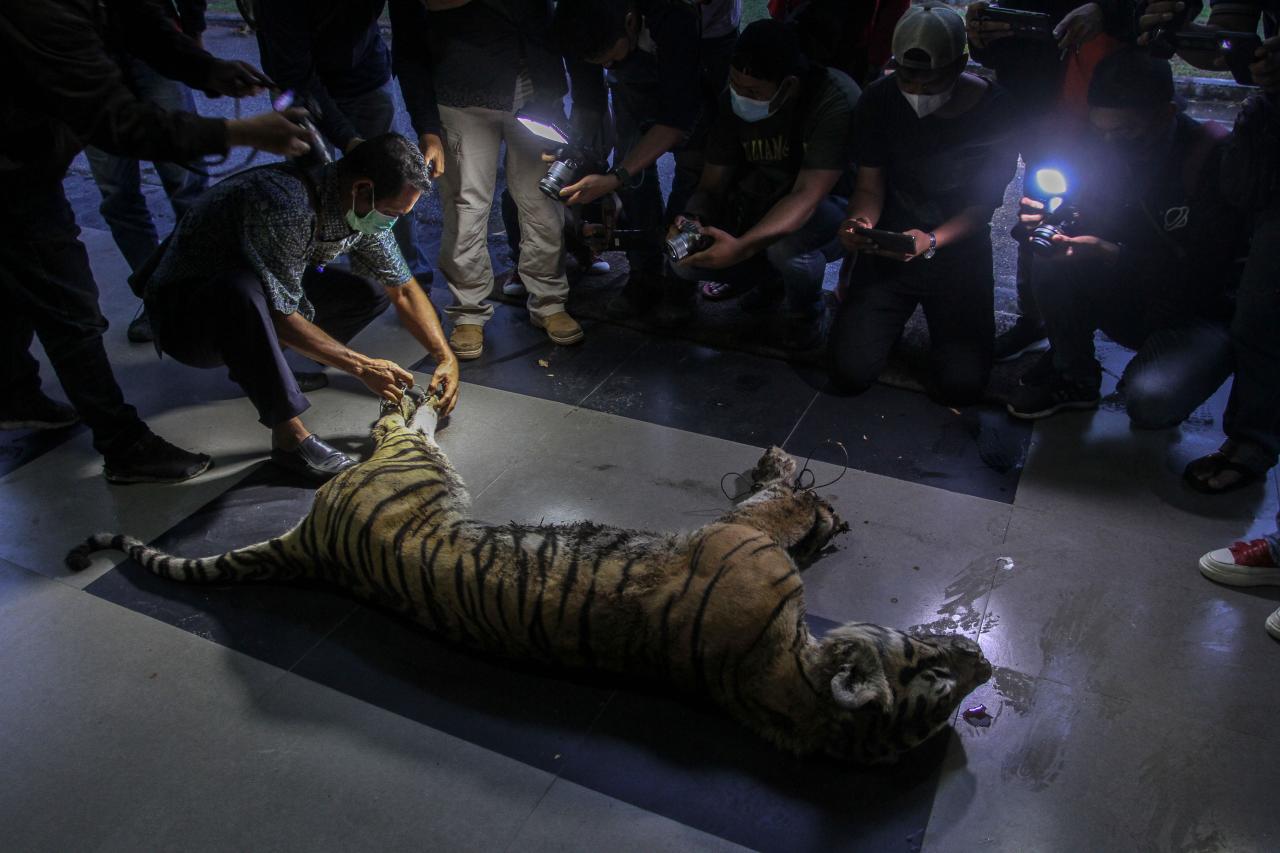 Harimau Sumatera di...