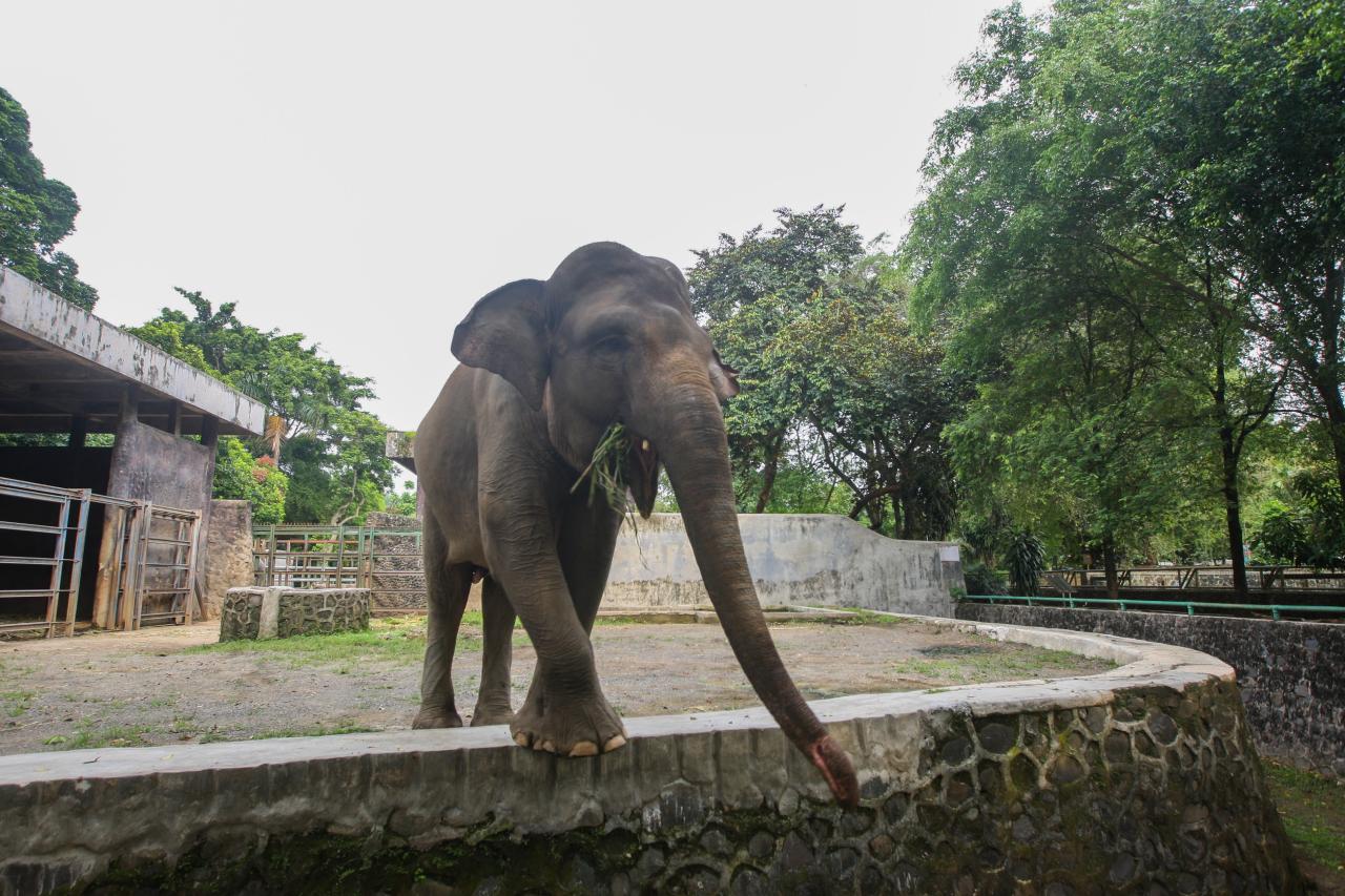Taman Margasatwa Ragunan...