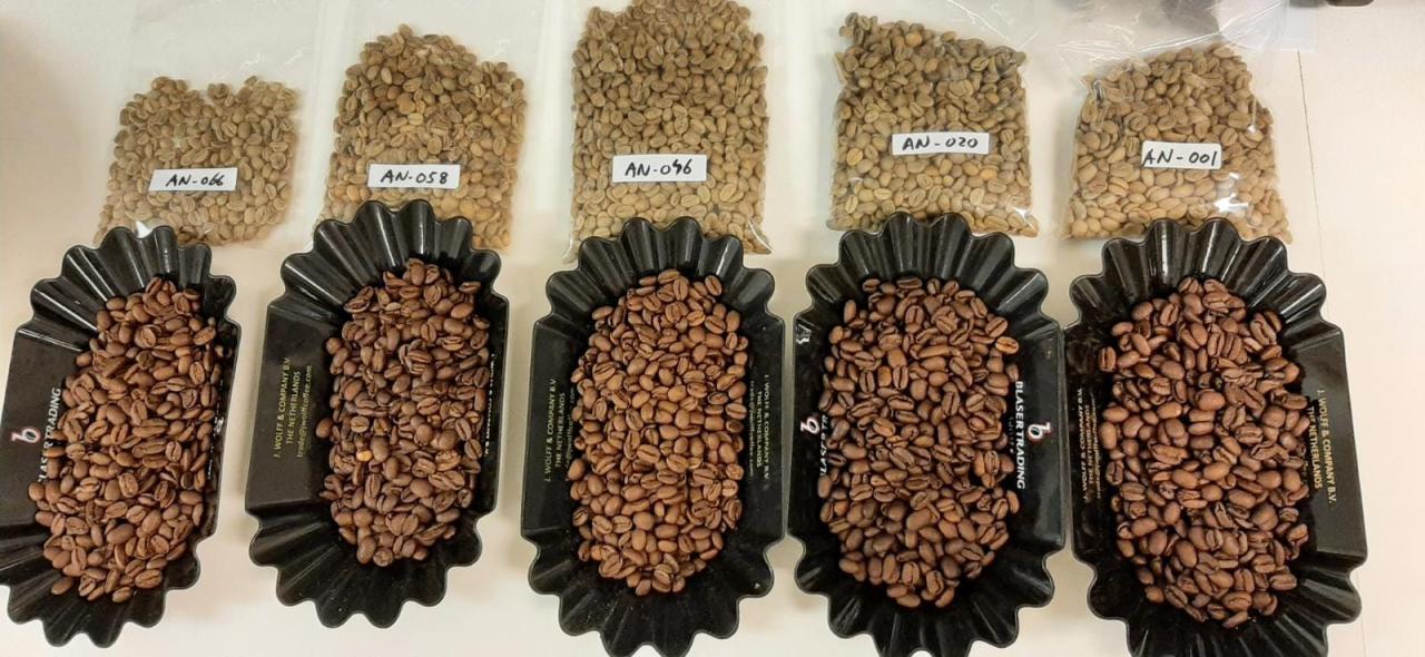 Kopi Terbaik dari Jambi,...