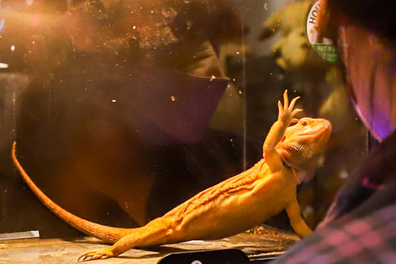 Melihat Hewan Eksotis...