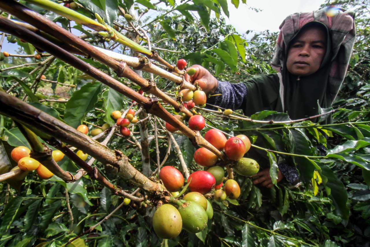 Permintaan Tinggi, Harga...
