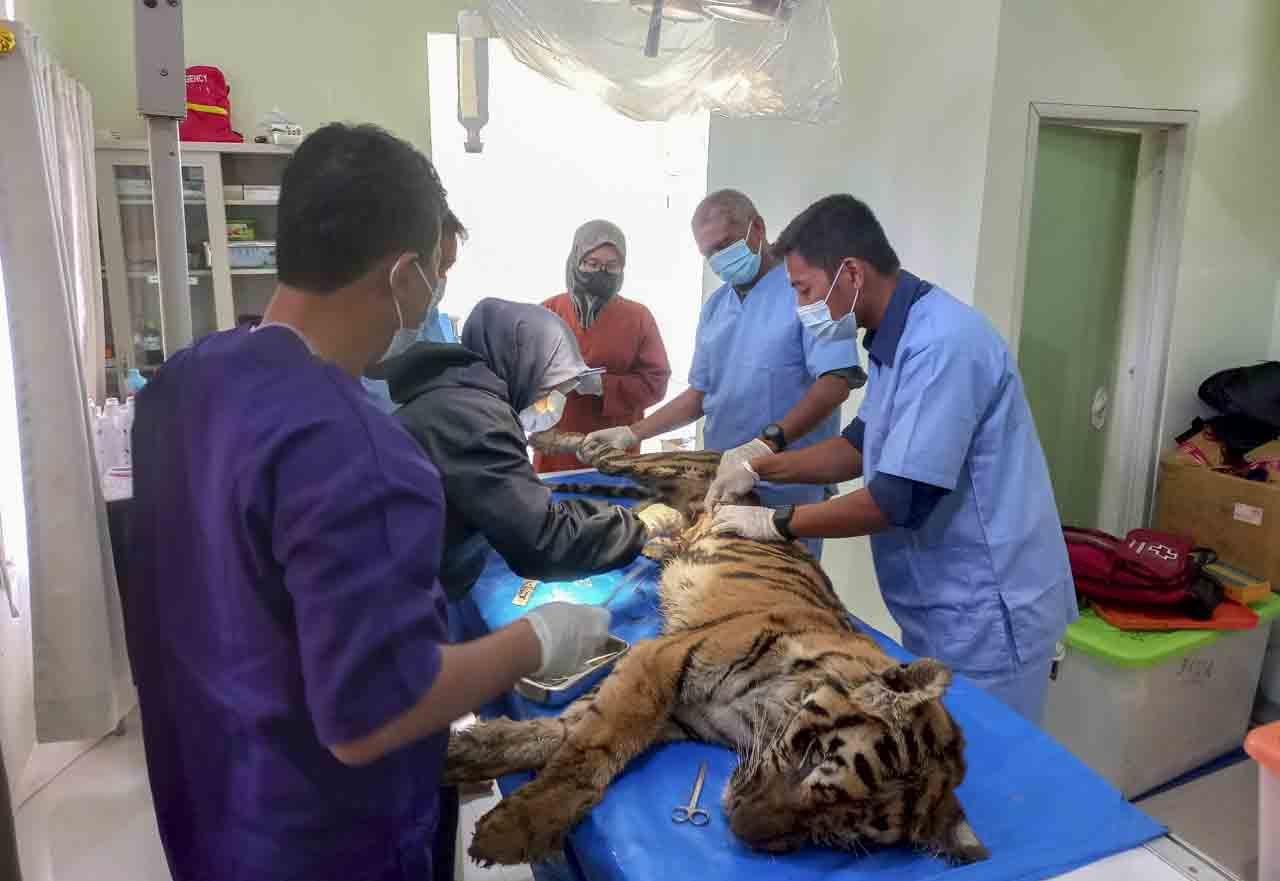 Harimau Sumatera Ini...