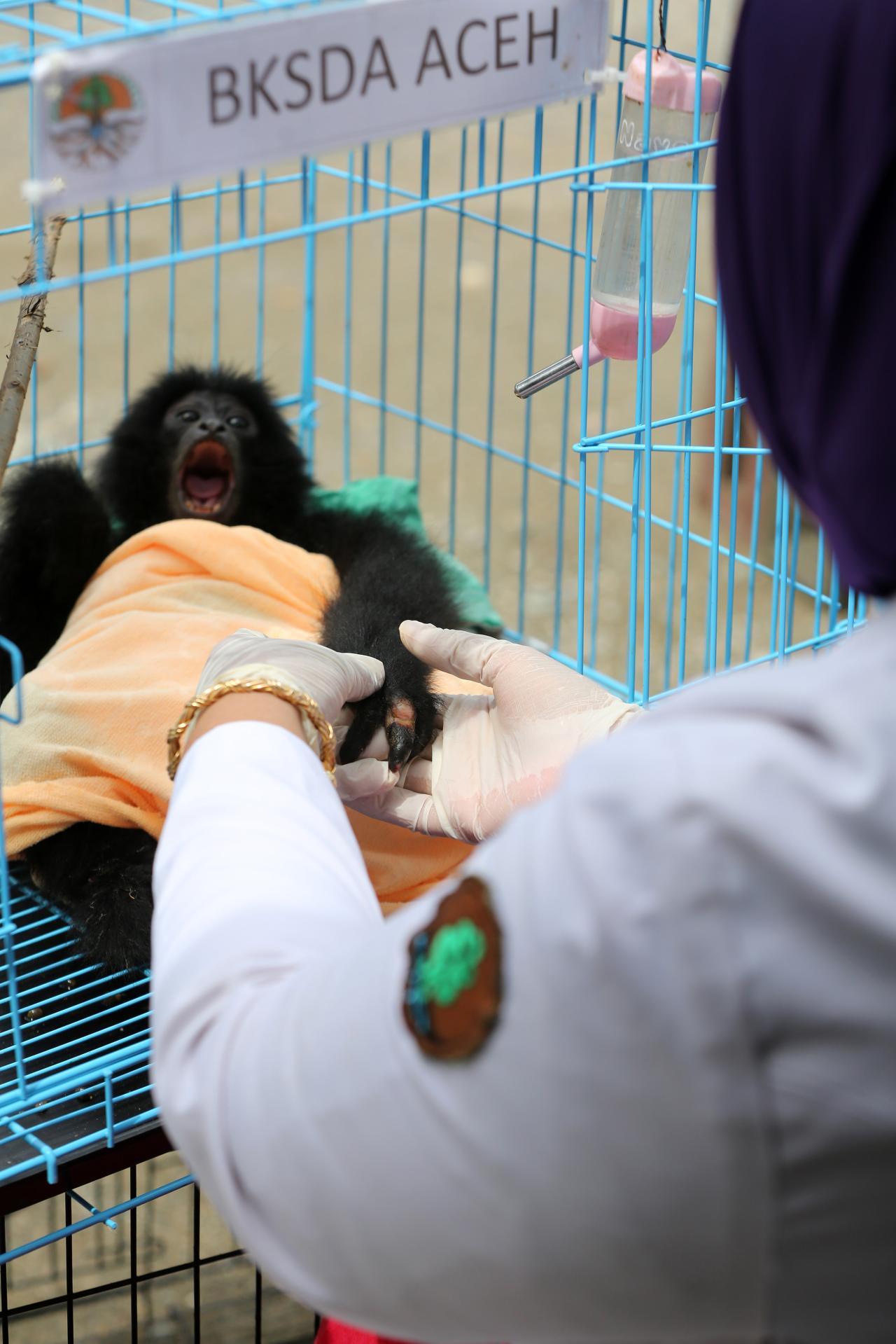 Merawat Bayi Siamang...