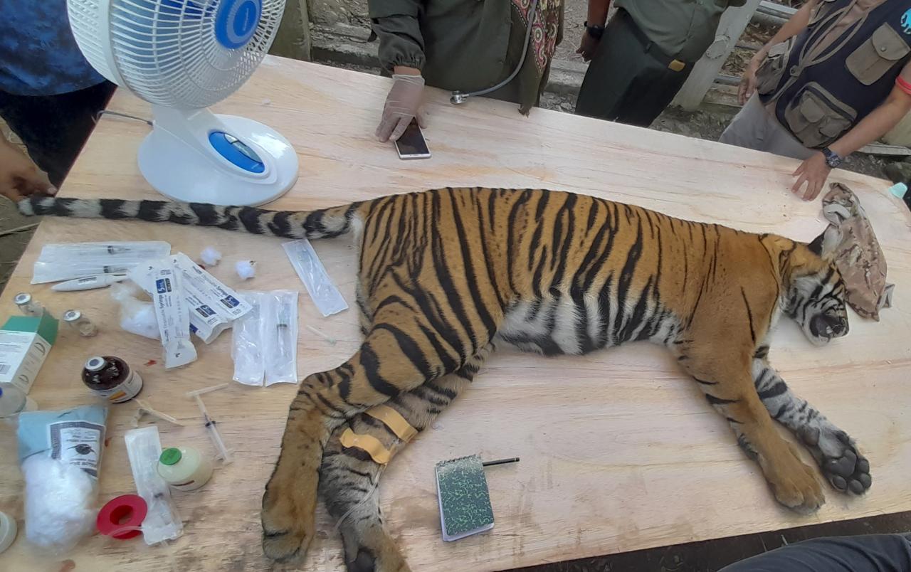 Harimau Sumatera Jalani...