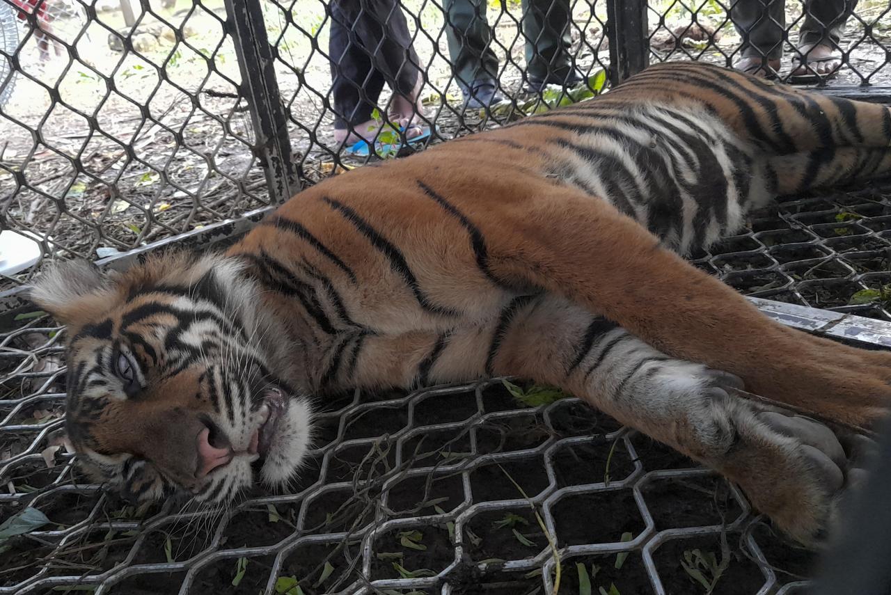 Harimau Sumatera Jalani...