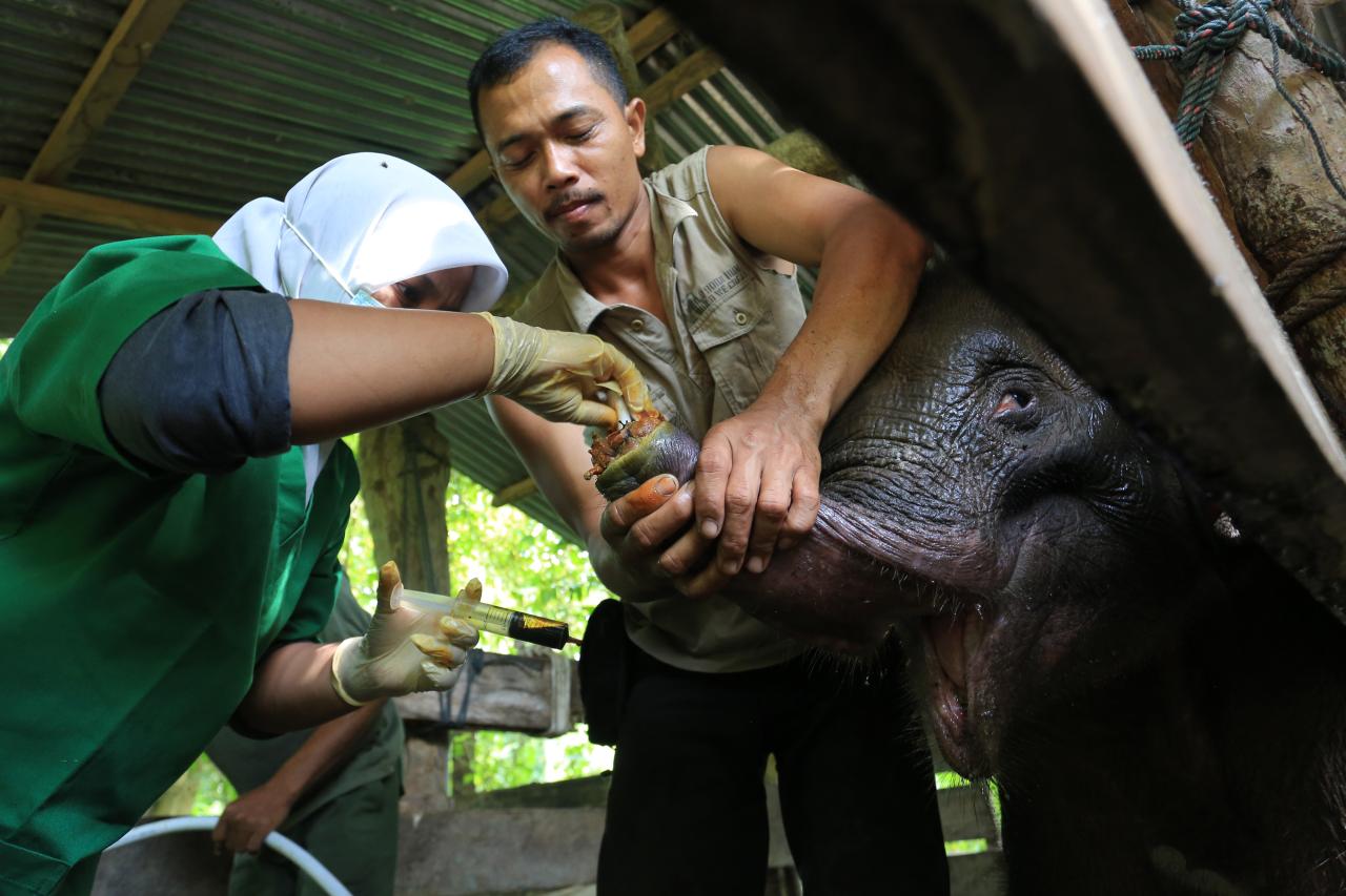 Duh Kasihan, Belalai...
