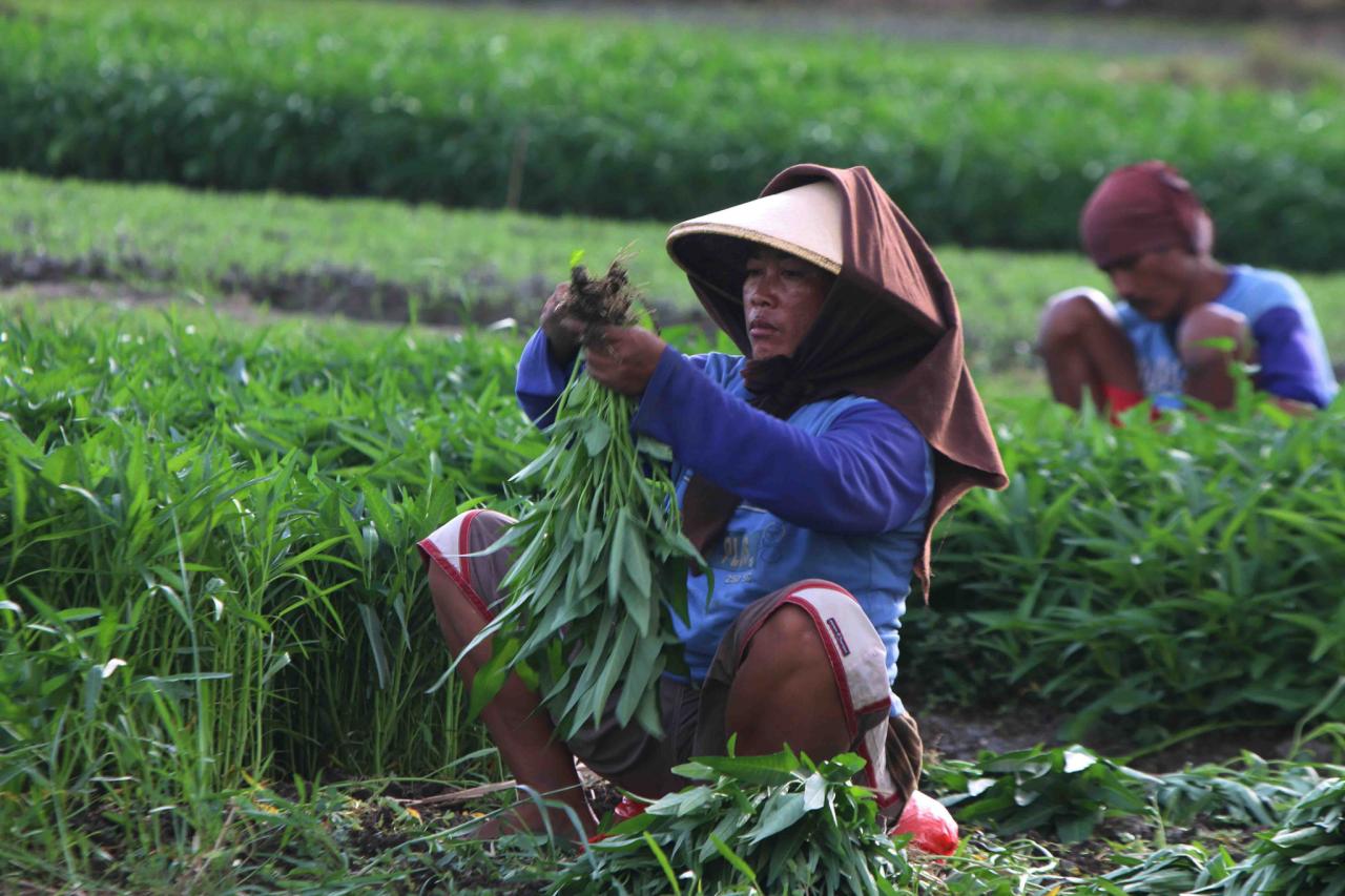 Memanfaatkan Lahan Sempit...