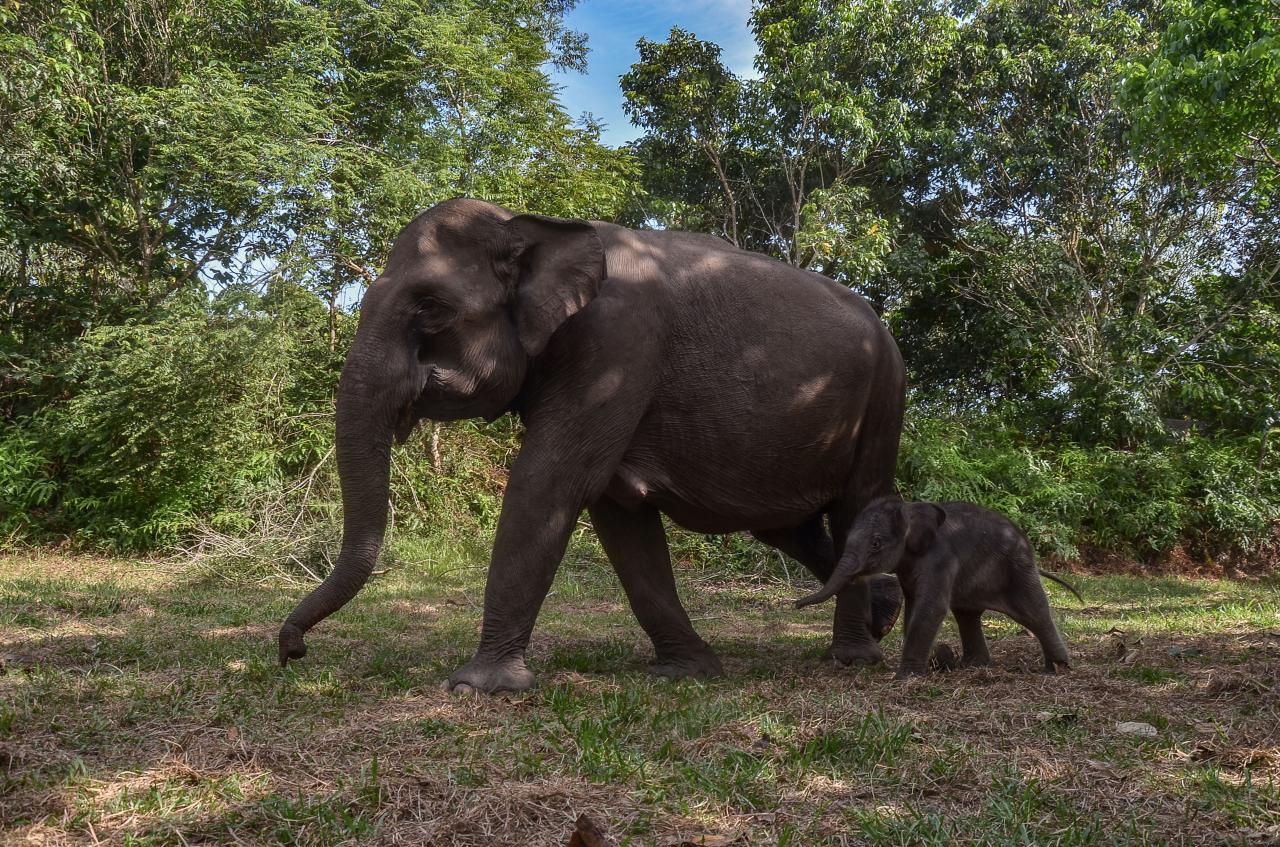 Kelahiran Bayi Gajah...
