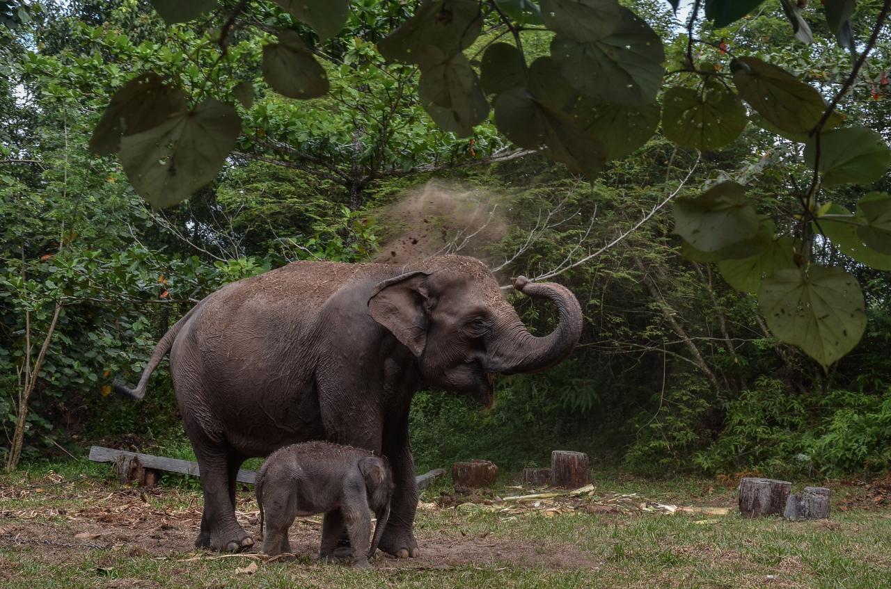Kelahiran Bayi Gajah...