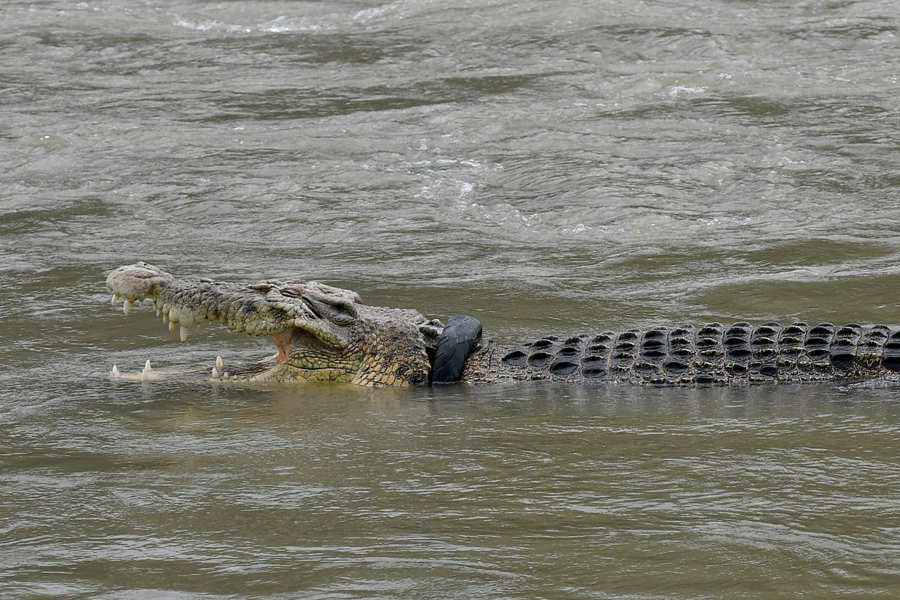 Buaya Terjerat Ban Kembali...
