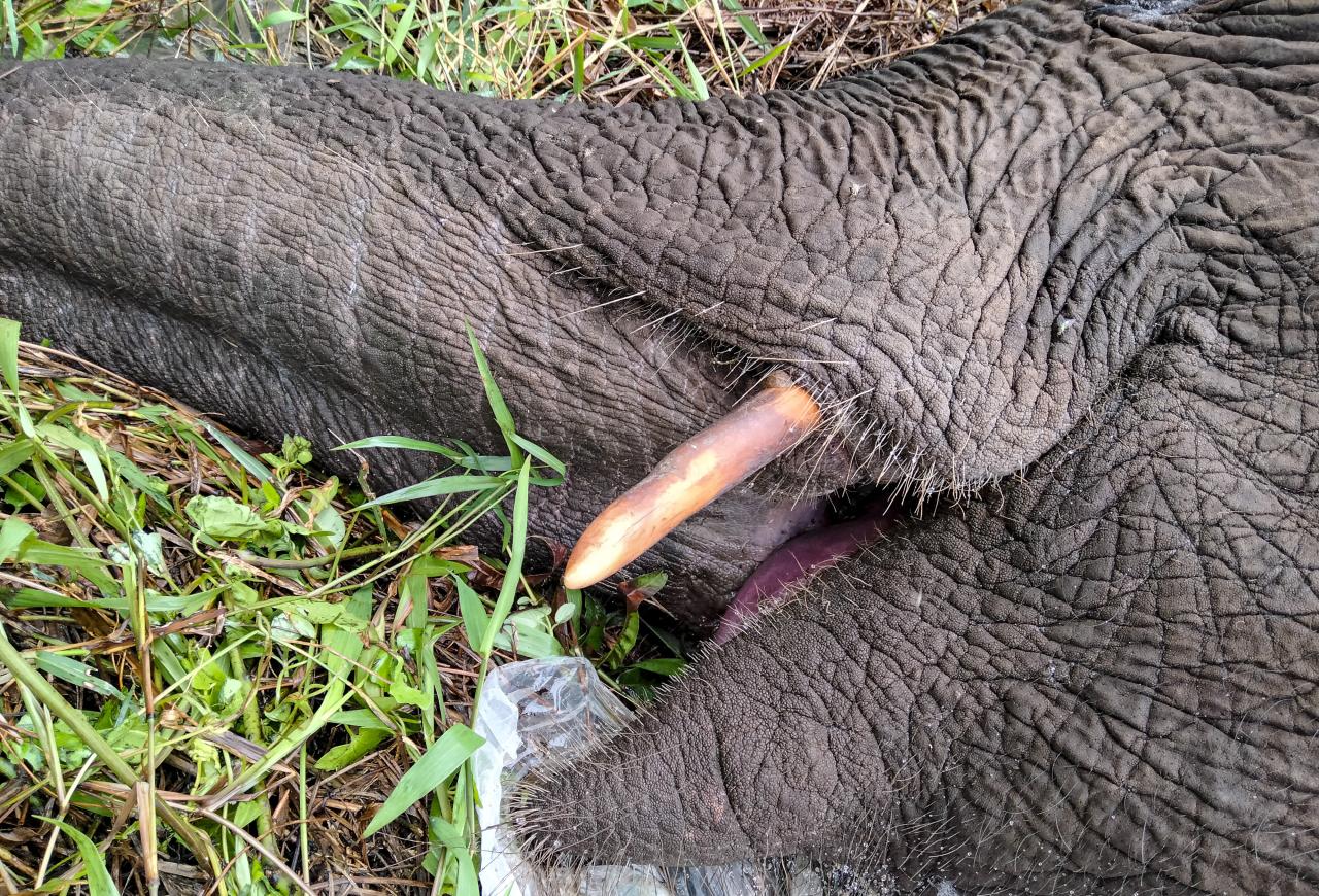 Gajah Sumatera Mati...