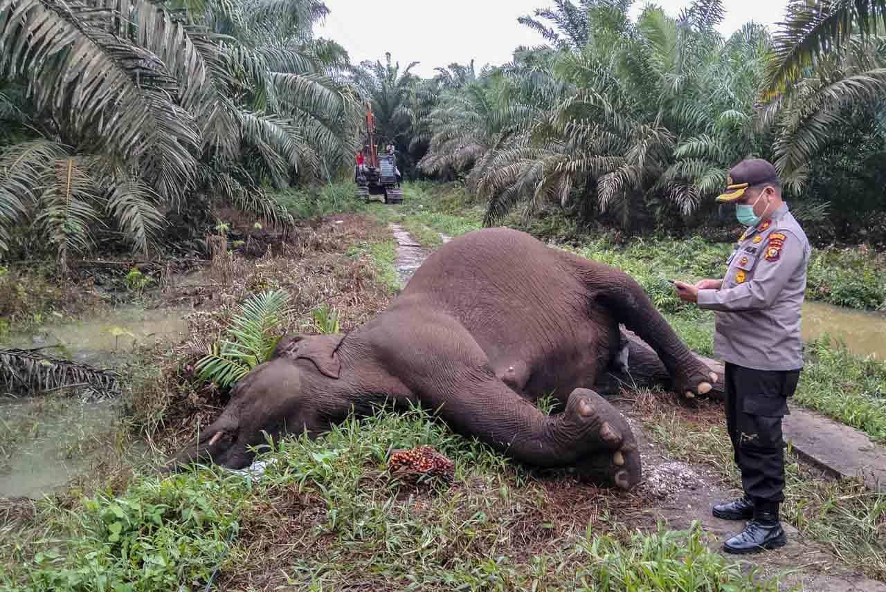 Gajah Sumatera Mati...