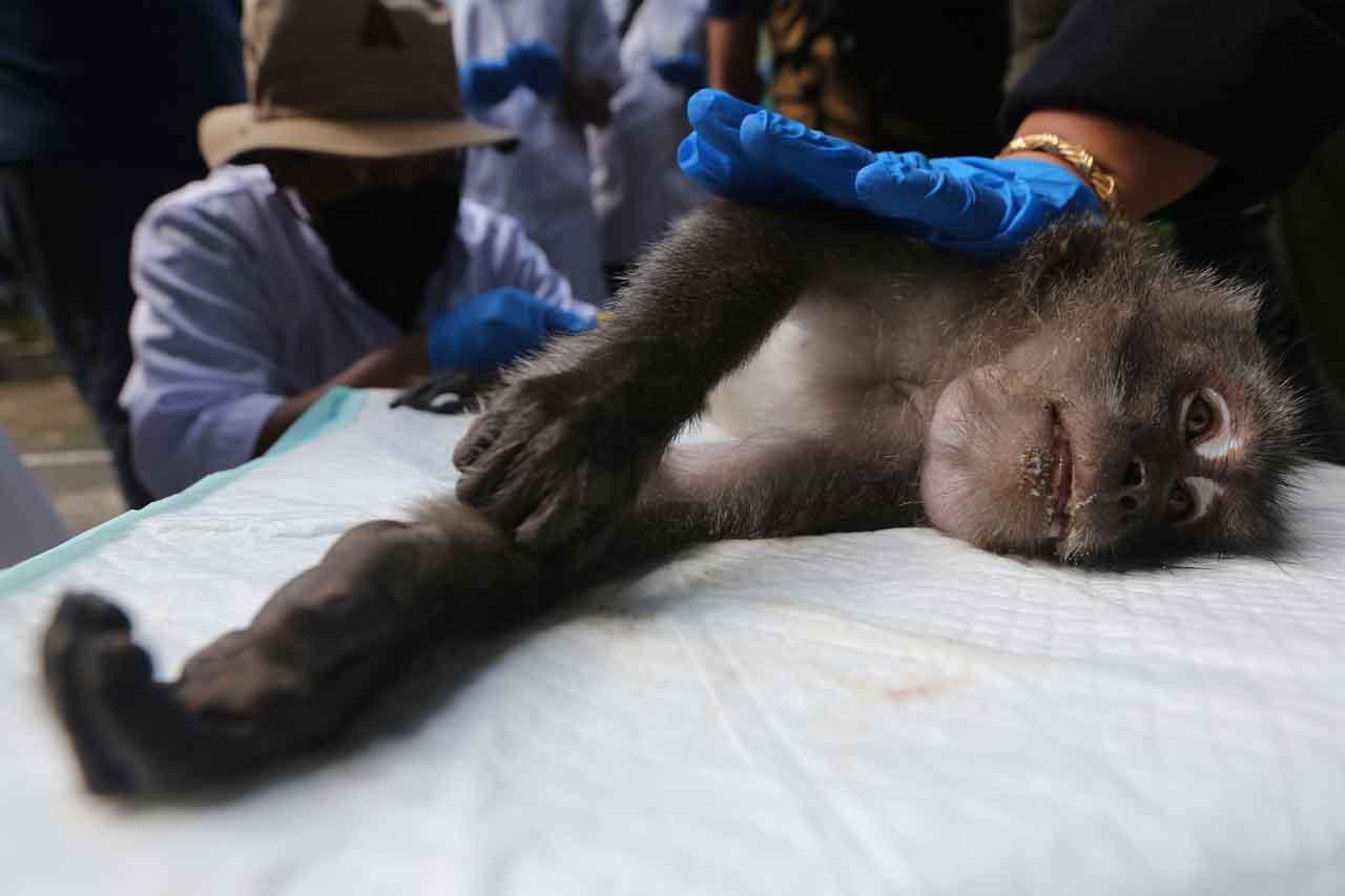 Pengecekan Penyebaran...