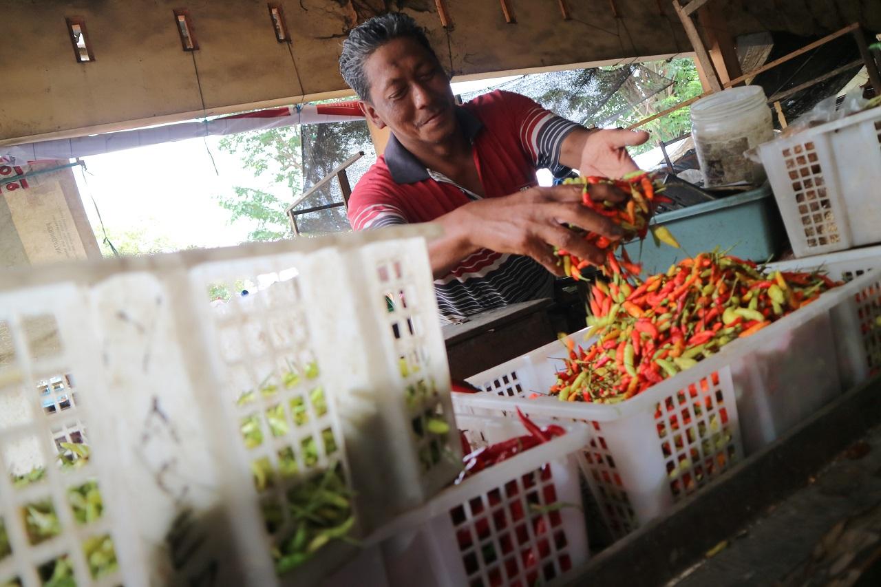 Harga Cabai Rawit Tembus...