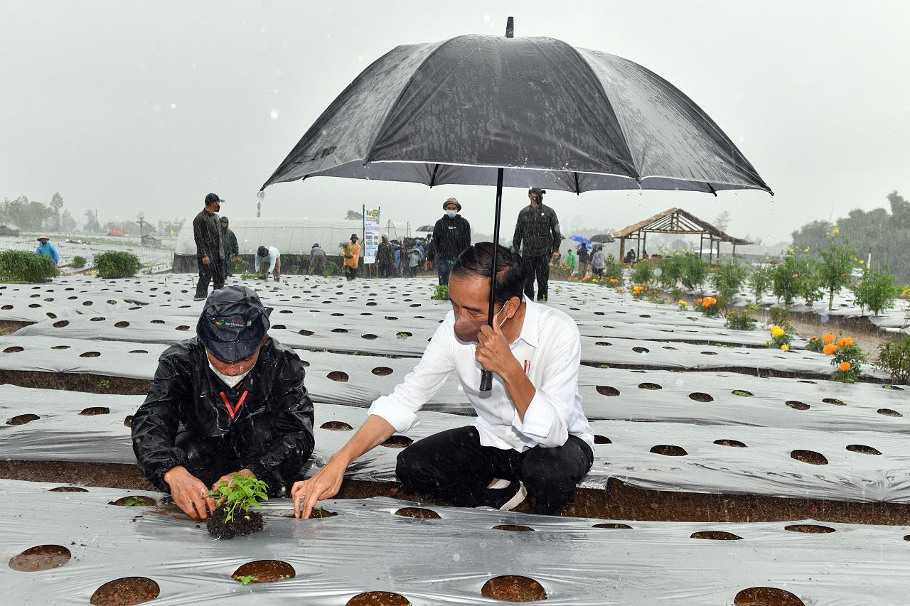Jokowi Basah Kuyup Tanam...