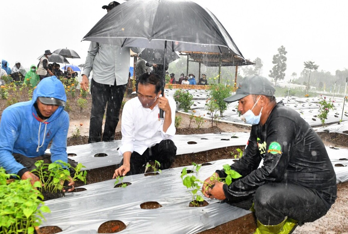 Jokowi Basah Kuyup Tanam...