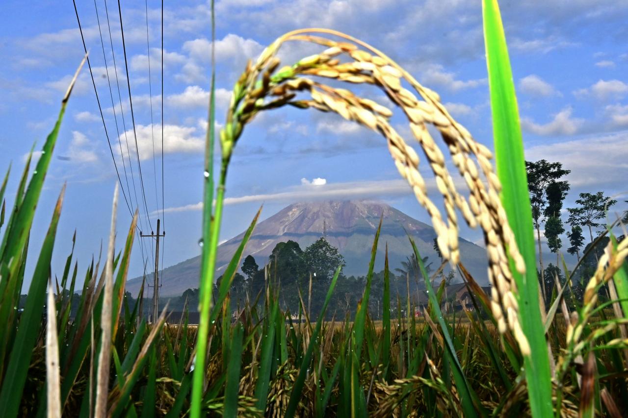 Aktivitas Gunung Semeru...