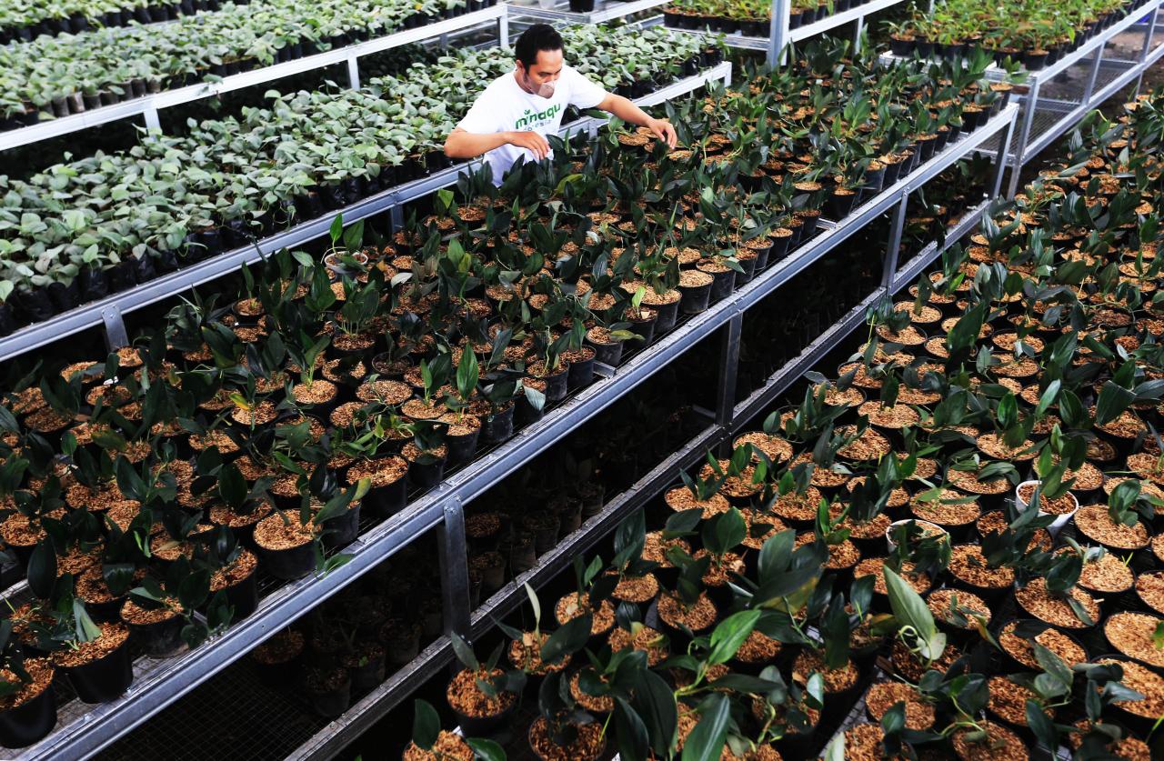 Tanaman Hias Bogor Mendunia