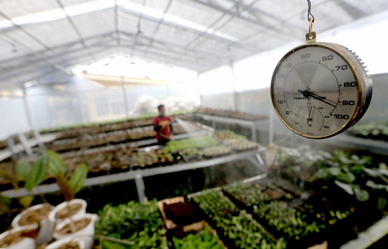 Tanaman Hias Bogor Mendunia