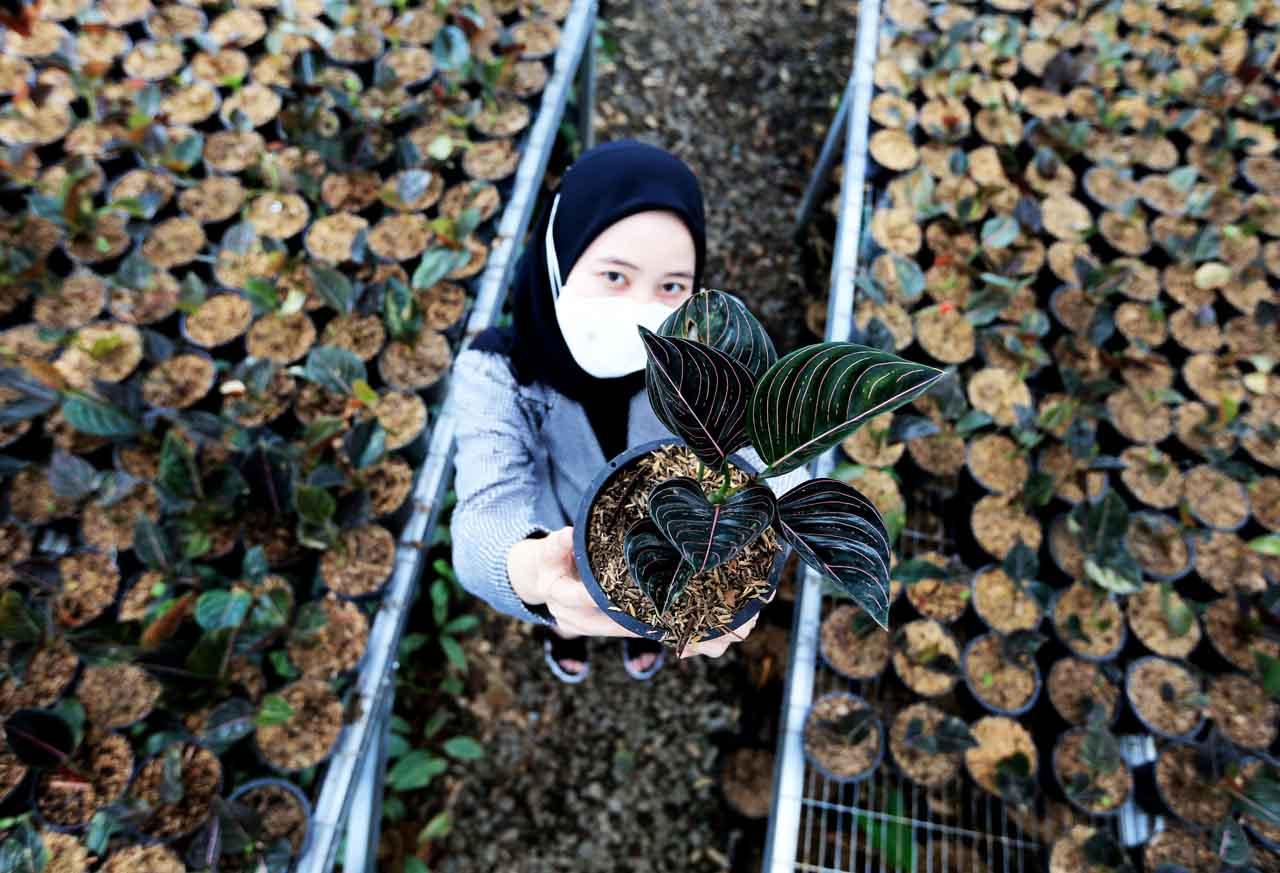 Tanaman Hias Bogor Mendunia