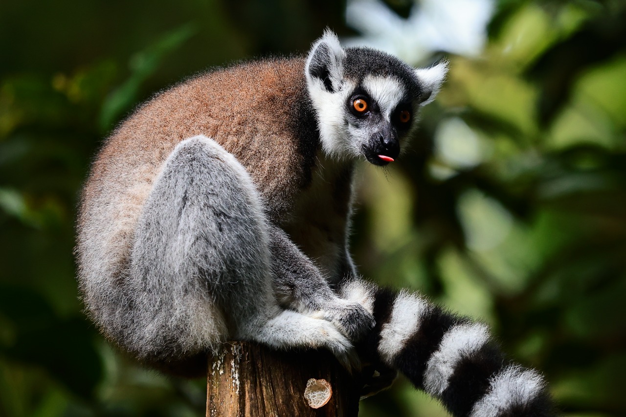International Animal...