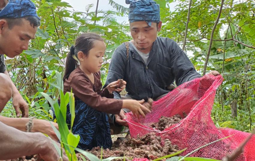 Petani Jahe Merah Binaan...