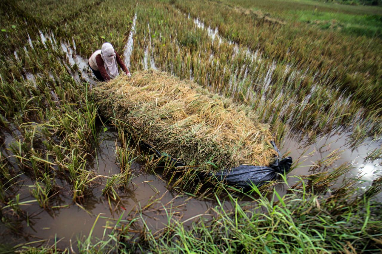 Petani Gagal Panen Usai...