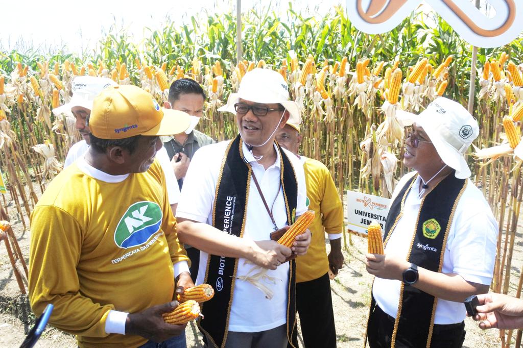 Panen Jagung Bioteknologi