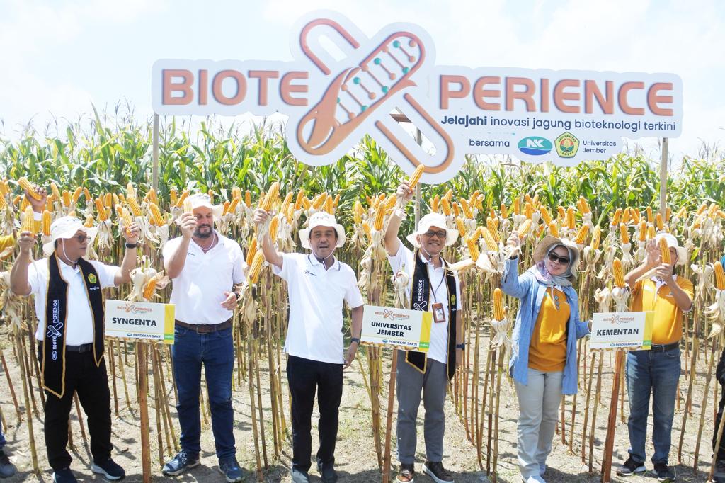 Panen Jagung Bioteknologi