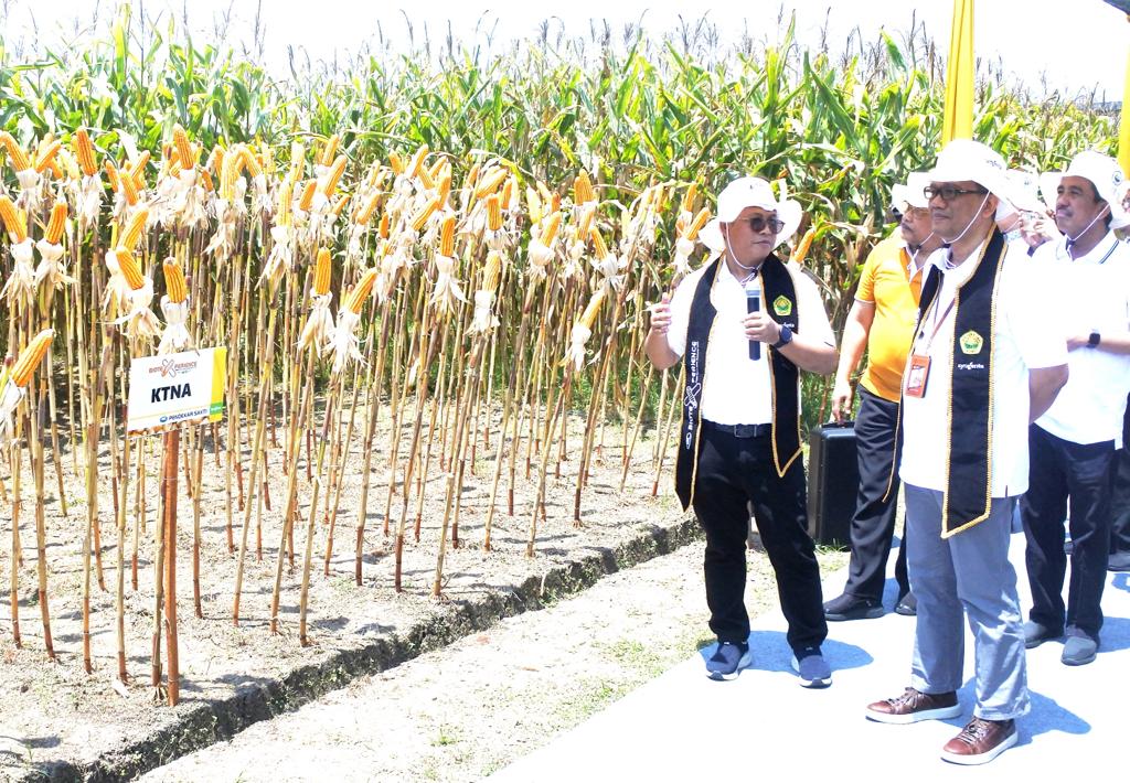 Panen Jagung Bioteknologi