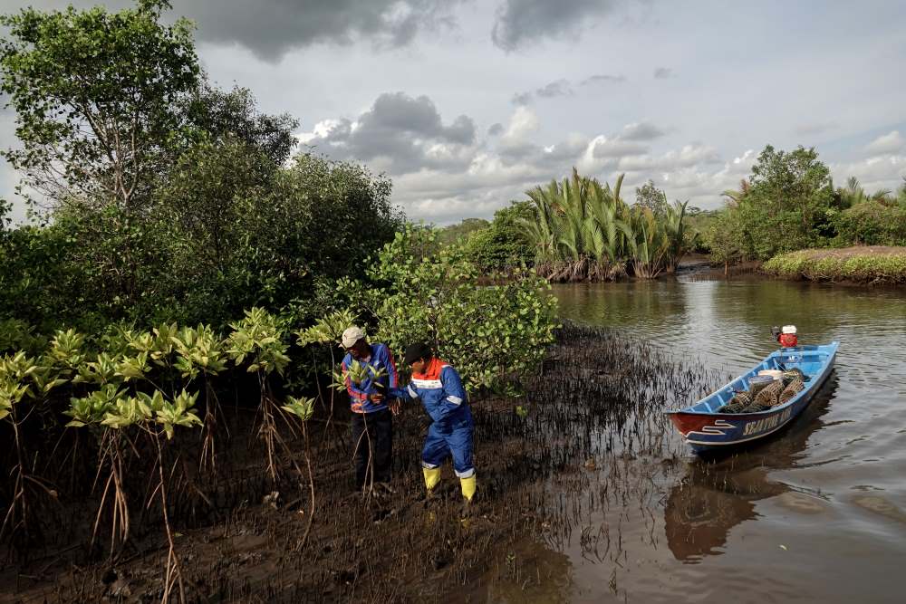 Melihat Konservasi Mangrove...