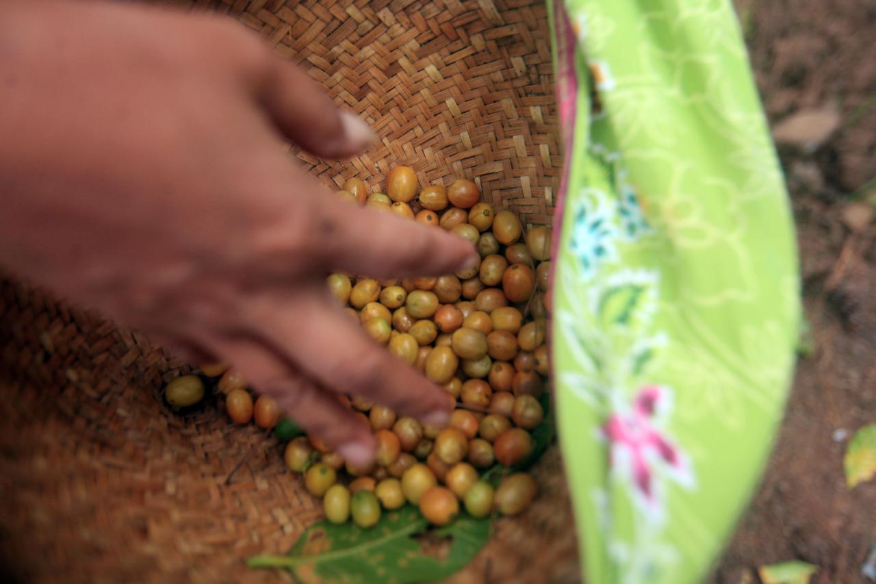 Harum Kopi Puntang Wangi...
