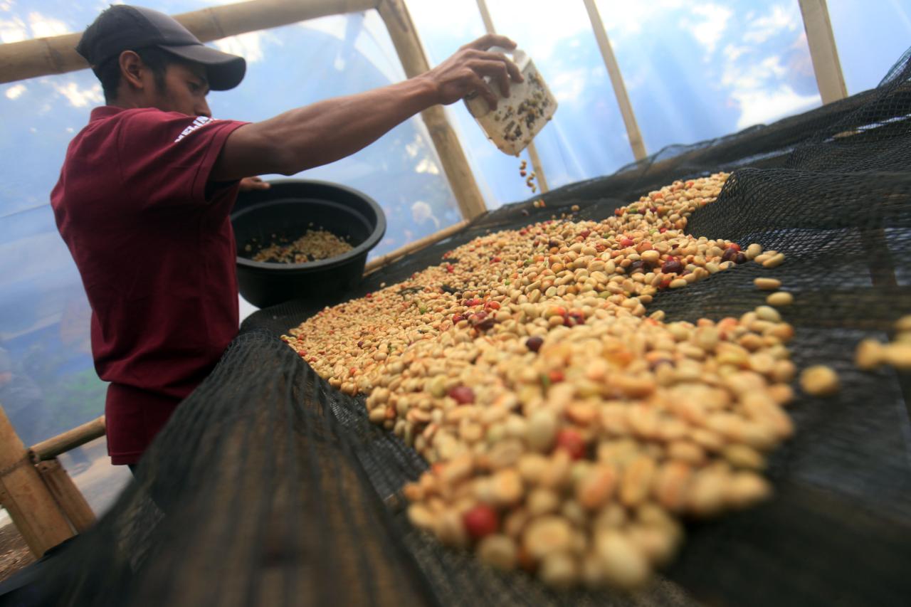 Harum Kopi Puntang Wangi...