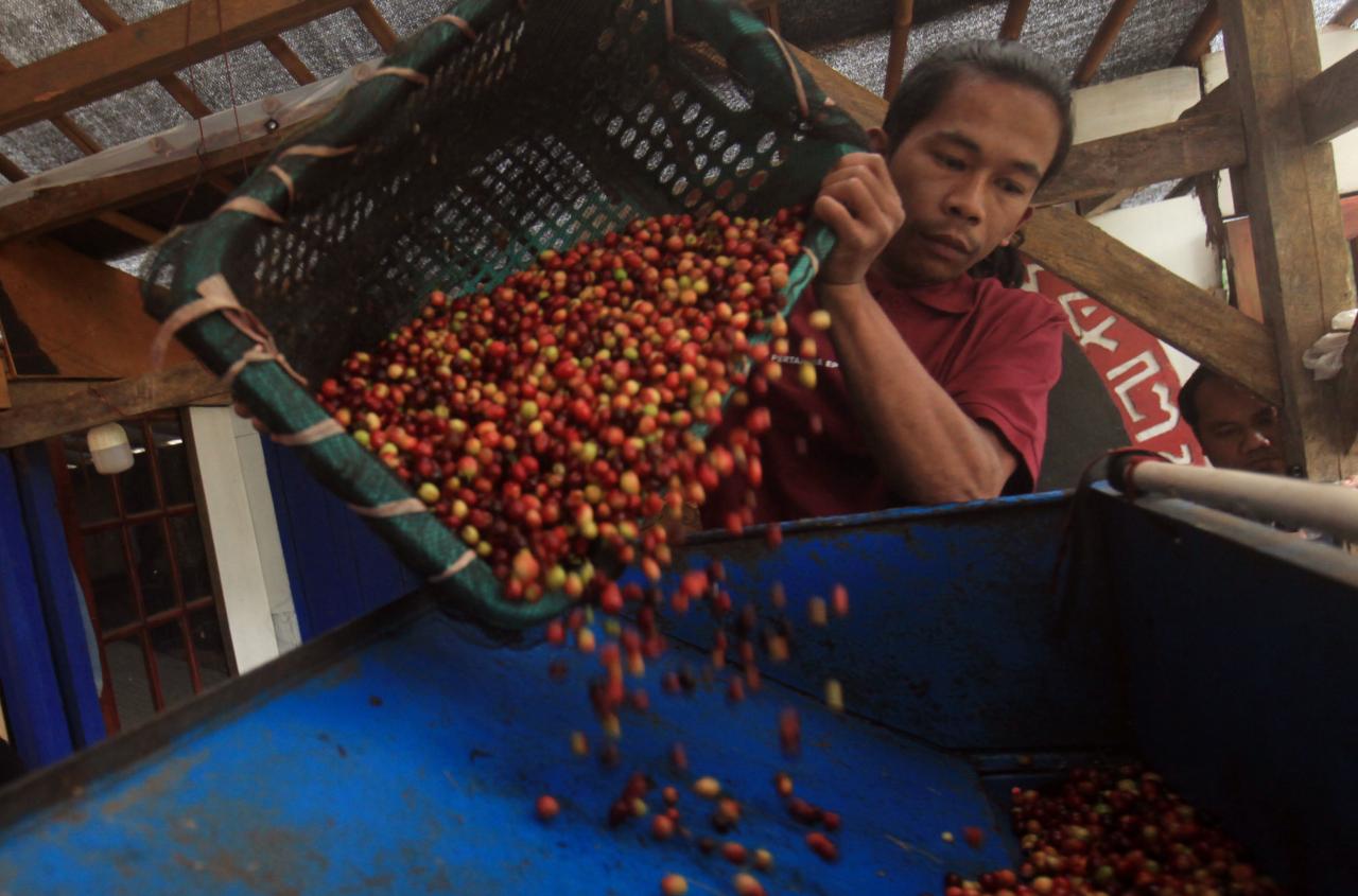 Harum Kopi Puntang Wangi...